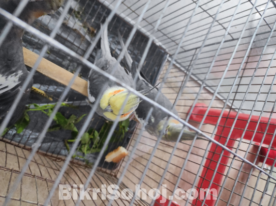 Cocktiel running pair